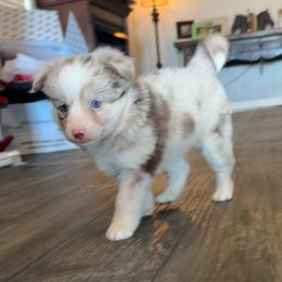 Vanilla Bean - Merle female Pomsky puppy in Sturgis, Kentucky from Furever Pomskies