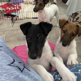 Smooth Fox Terrier Puppies from Jetstream Show Dogs