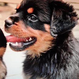 Black and Tan Coonhound and Rottweiler Puppies from Vom Heldenhaft Rottweilers