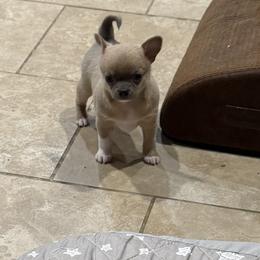Dusty - Blue fawn male Chihuahua puppy in East Syracuse, New York from Blissful’s Chihuahuas