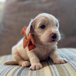Mr Orange - Parti male Goldendoodle puppy in Nampa, Idaho from Farmhouse Goldens
