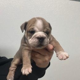 Bella - female Bulldog puppy in Marysville, Washington from English Bulldogs4252155389  WA