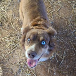 Essie - Miniature Australian Shepherd