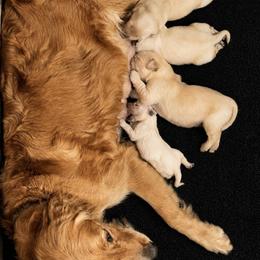 Kona Boy 3 - Golden male Golden Retriever puppy in Fort Morgan, Colorado from Golden Girls Kennels, LLC