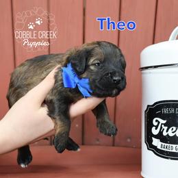 Theo - Sable male Bernedoodle puppy in Heyworth, Illinois from Cobble Creek Puppies