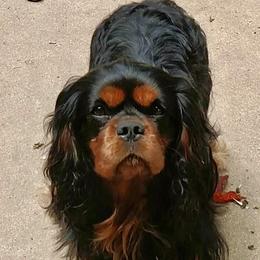 Thor - Cavalier King Charles Spaniel