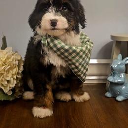 Sven - Tri-color male Bernedoodle puppy in Russell Springs, Kentucky from 270 Doodles