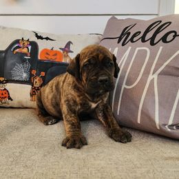Green collar - Brindle Boerboel puppy in Royse City, Texas from Leontix Boerboels