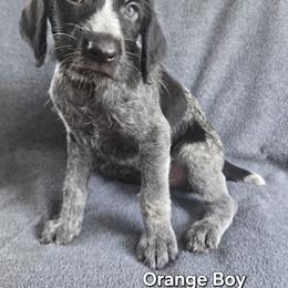 Orange Boy - Black and white male German Wirehaired Pointer puppy in Potosi, Wisconsin from Point and Flush Gun Dogs