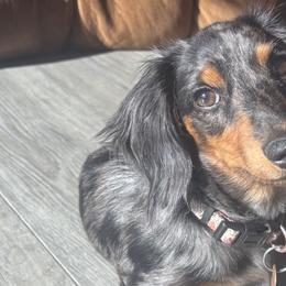 Dachshunds from Jordan Edwards