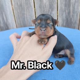 Mr. Black - Chocolate and tan male Yorkshire Terrier puppy in Woodway, Texas from The Yorkie Empire