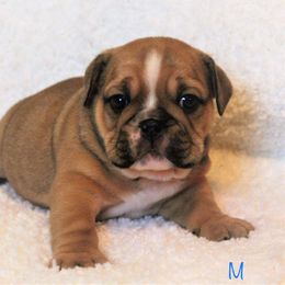 Bulldog Puppies from Sanford and Son Bulldogs