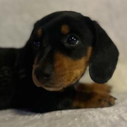 Boy 4 - Black and tan male Dachshund puppy in Plato, Missouri from David & Stacey's Dachshunds