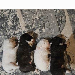 Japanese Akitainu Puppies from Ichigo Japanese Akitainu Kennels