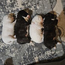Japanese Akitainu Puppies from Ichigo Japanese Akitainu Kennels