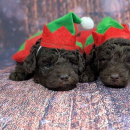 Miss Pink - Chocolate female Labradoodle puppy in Lebanon, Pennsylvania from Robertson's Retrievers and Doodles