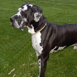 Great Danes from Blue Diamond Danes