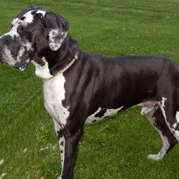 Great Danes from Blue Diamond Danes
