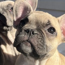 Chyna - Fawn French Bulldog puppy in Missouri from Land of French Bulldogs