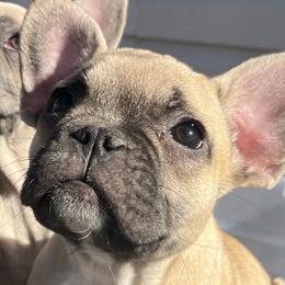Chyna - Fawn French Bulldog puppy in Missouri from Land of French Bulldogs