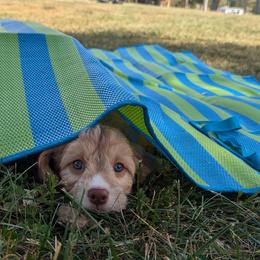 Cavapoo Puppies from WW Cavapoos