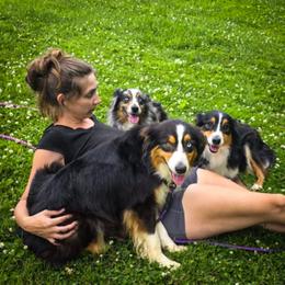 Australian Shepherd All Grown Up from WildBloom Australian Shepherds