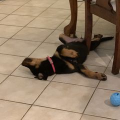 Beauceron Puppies from Trésor de Beauté Beaucerons