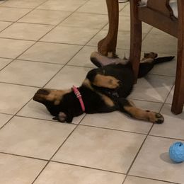 Beauceron Puppies from Trésor de Beauté Beaucerons