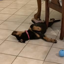 Beauceron Puppies from Trésor de Beauté Beaucerons