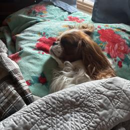 Cavalier King Charles Spaniel Puppies from Family first cavaliers