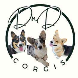 American Corgi, Cardigan Welsh Corgi, and Pembroke Welsh Corgi Puppies from DnD Corgis
