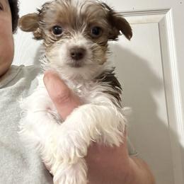 Waylon - Parti male Yorkshire Terrier puppy in Rochester, New York from Tnt Yorkies and Cosmic corgis
