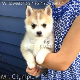 Pomsky Puppies from Dakota Pomskies