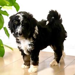 Poppy - Tri-color female Bernedoodle puppy in Huntsville, Alabama from Falcon Ridge Doodles