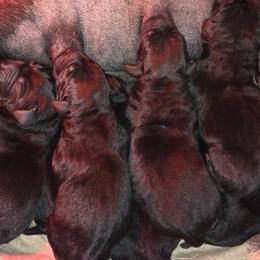 Boy 5 - Black male Labrador Retriever puppy in Napavine, Washington from StormyDaze Labradors & Beagles