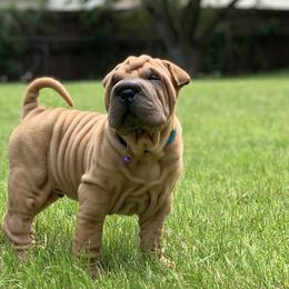 Chinese Shar-Pei and Pumi Puppies from Nixie Kennels