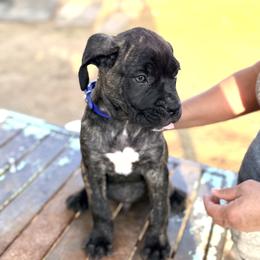 Boy 2 - Black brindle male Cane Corso puppy in Granbury, Texas from Revolutions Kennel
