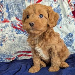 Sage-f1 mini - Apricot female Cavapoo puppy in Placerville, California from Quartz Mountain Doodles