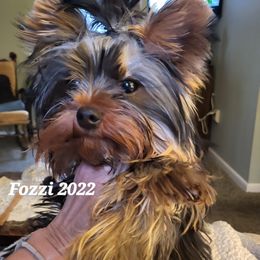 Fozzi - Yorkshire Terrier