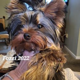 Fozzi - Yorkshire Terrier