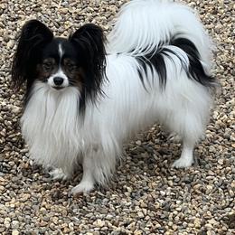 Parker - Papillon