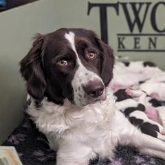 Drentsche Patrijshond and Spinone Italiano Puppies from Two Gun Kennels