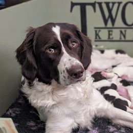 Drentsche Patrijshond and Spinone Italiano Puppies from Two Gun Kennels