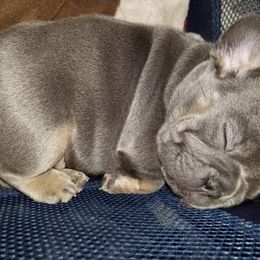 French Bulldog Puppies from Franklee Frenchies
