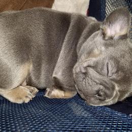 French Bulldog Puppies from Franklee Frenchies