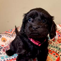 Gigi - Black female Cavapoo puppy in Manorville, New York from Melissa's East End Cavaliers