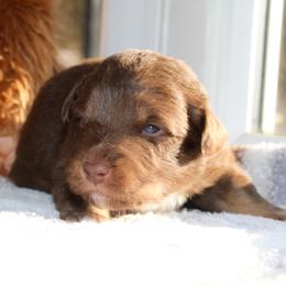 Barista - Red tri-color female Australian Shepherd puppy in Coldwater, Michigan from Northern Star Australian Shepherds