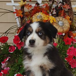 Liberty - Black tri female Miniature American Shepherd puppy in Atwood, Illinois from Buck-Run Puppies