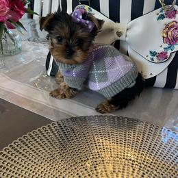 Yorkshire Terrier Puppies from Heaven_sent_toy_yorkies