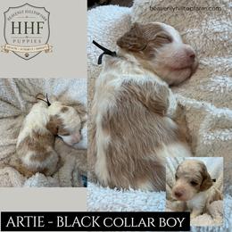ARTIE - Black Collar Boy - Parti male Poodle puppy in Charlo, Montana from Heavenly Hilltop Farm